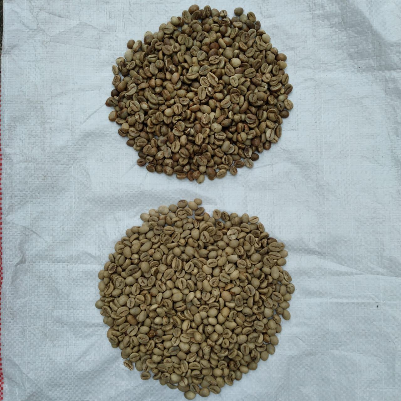 Green Coffee Beans Grade 4 - Authentic Indonesian Quality