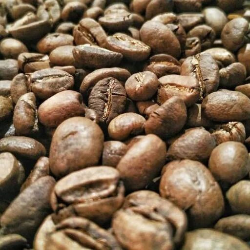 Coffee Bean - Arabica - Wild Luwak Coffee - Luwak Green Bean Coffee