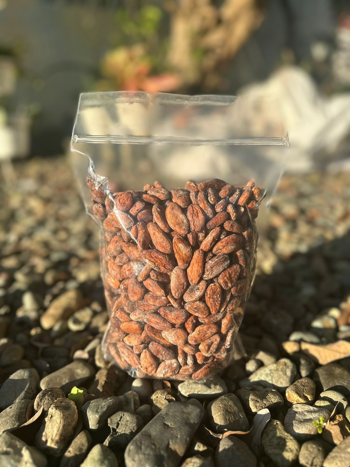 Indonesian Cocoa Beans & Powder
