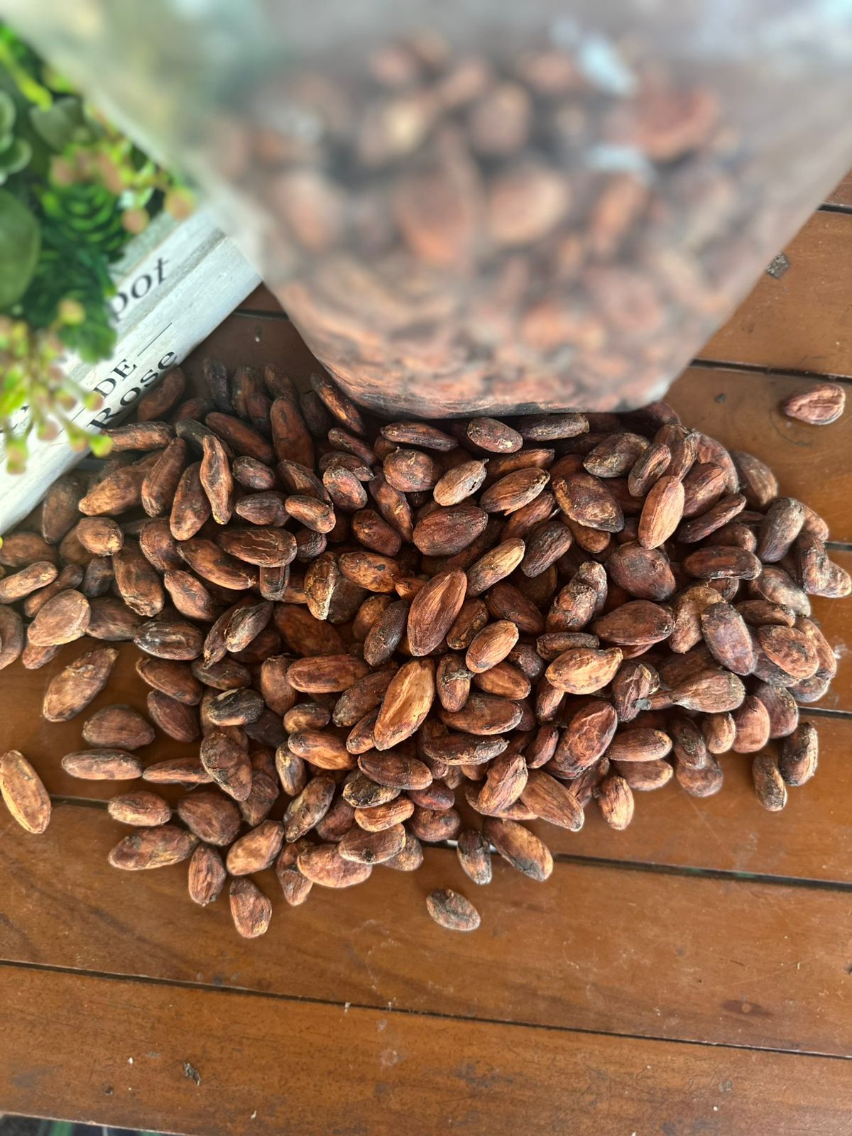 Indonesian Cocoa Beans & Powder